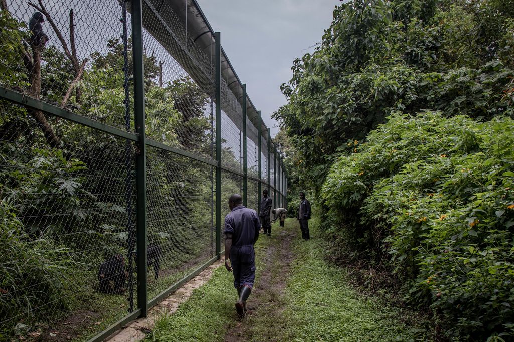 Il centro di recupero per primati di Lwiro, nella Repubblica democratica del Congo