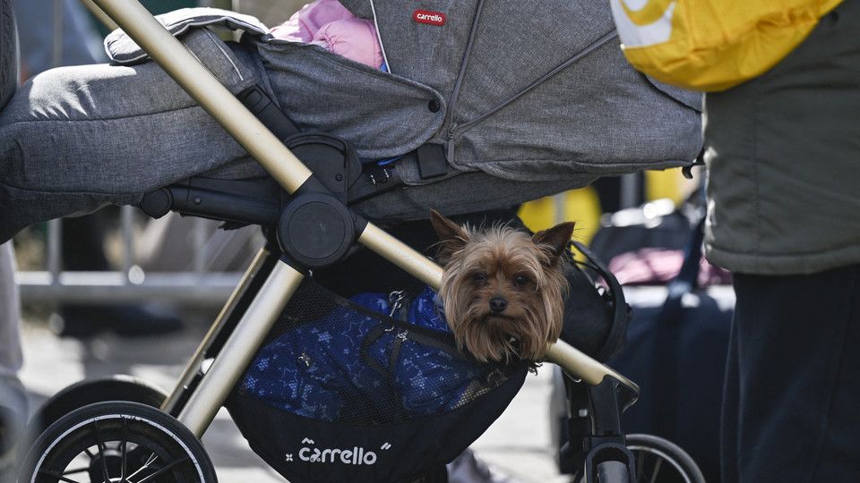 Un cane viaggia nel passeggino