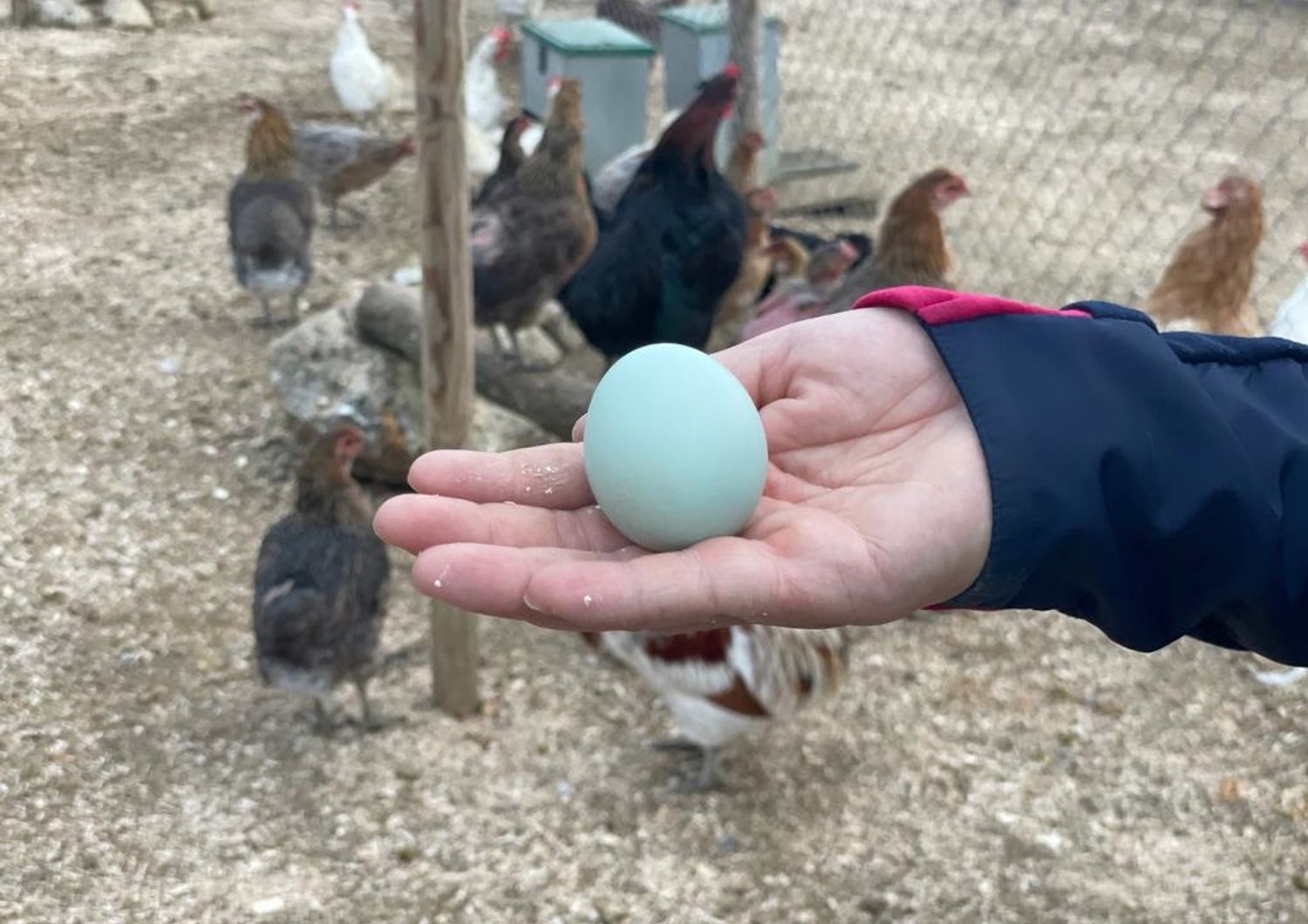 galline uova blu fanno gola chef