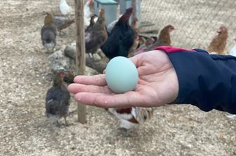 galline uova blu fanno gola chef