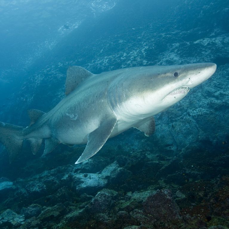 Squalo in Colombia&nbsp;