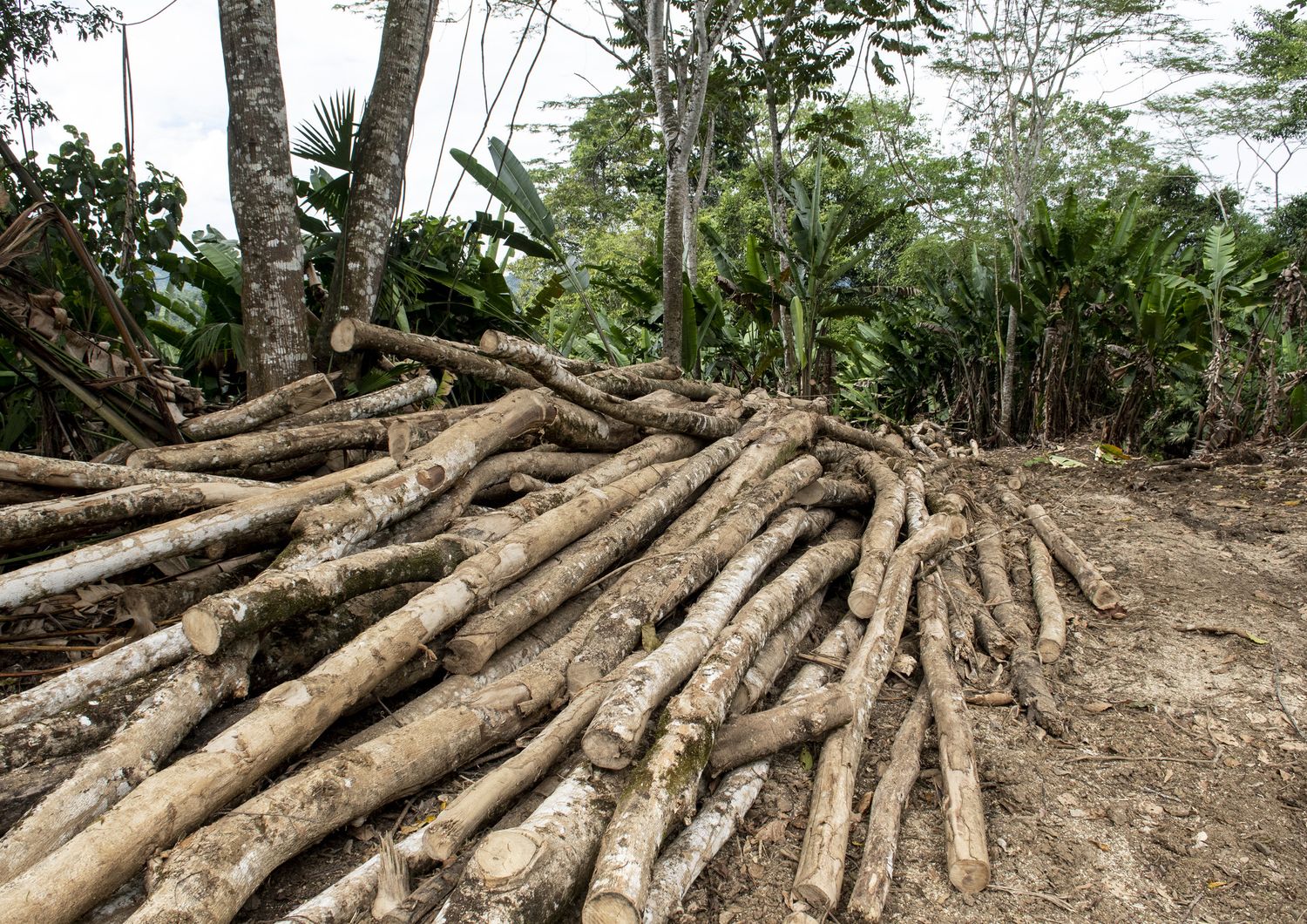 Deforestazione, Costa Rica