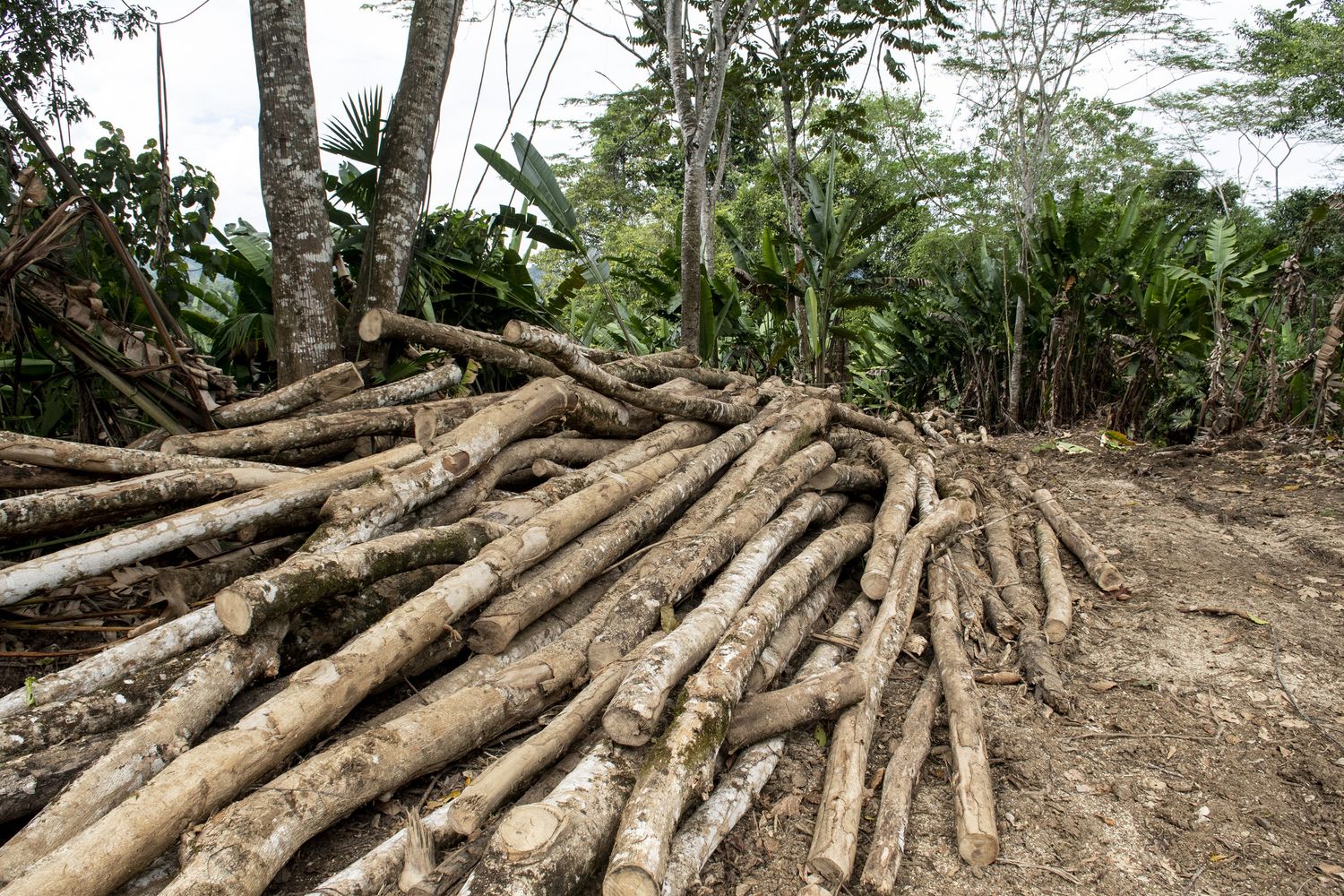 Deforestazione, Costa Rica