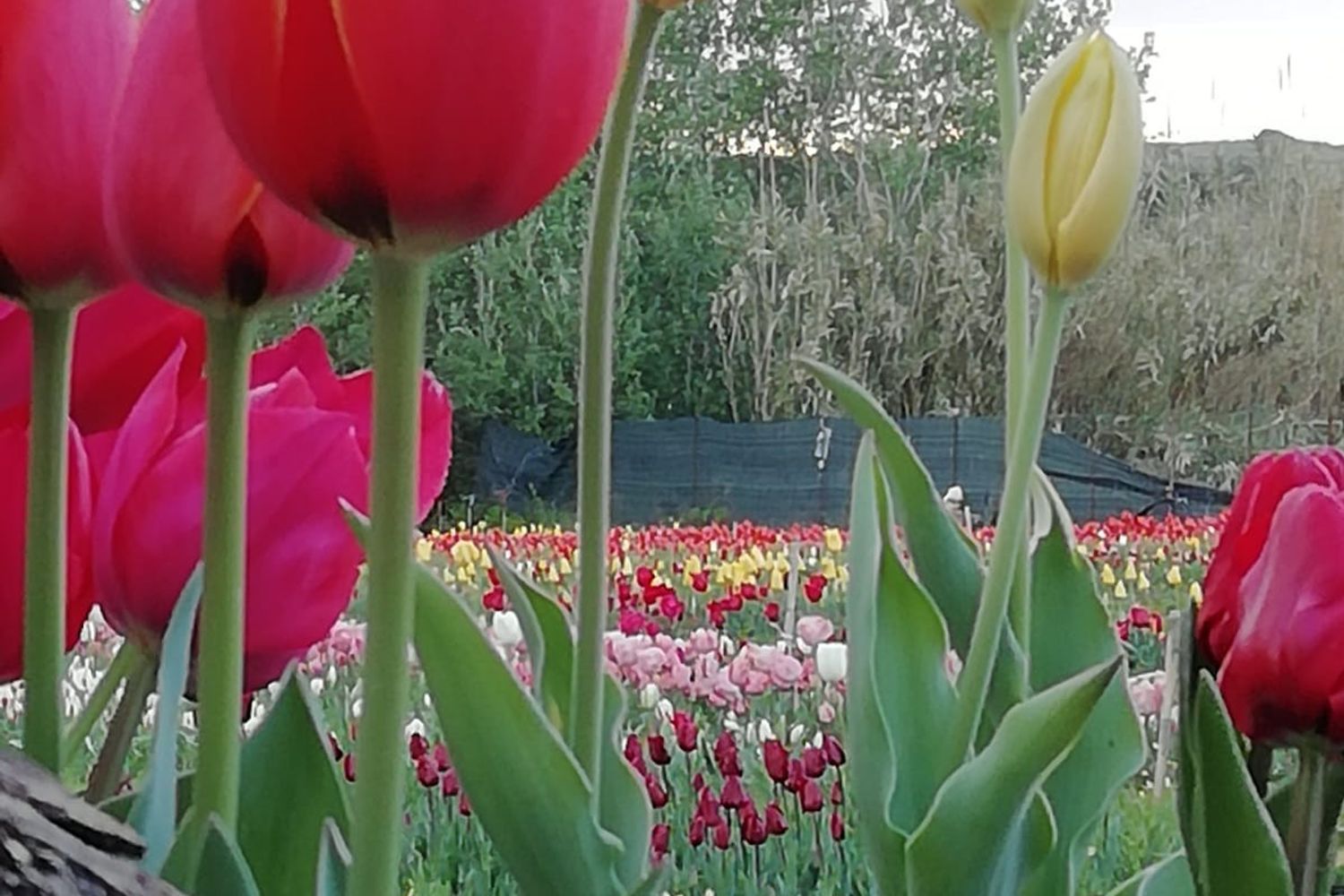 Uno scorcio del 'Giardino di L&ugrave;' a Pimentel (Sud Sardegna)