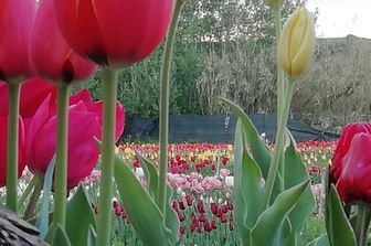 Uno scorcio del 'Giardino di L&ugrave;' a Pimentel (Sud Sardegna)