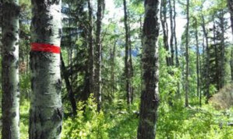 I lombrichi europei stanno invadendo le foreste del Nord America