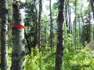 Foresta di pioppi nell&rsquo;area di ricerca vicino a Calgary, Alberta, Canada&nbsp;