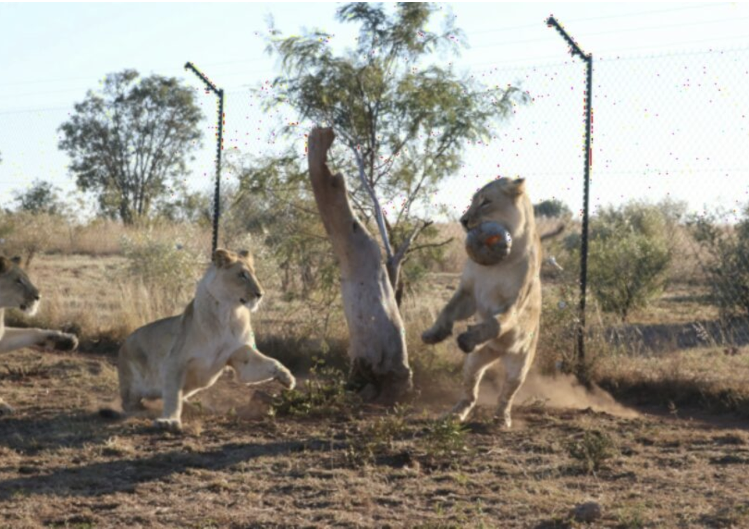 Leoni che giocano nella riserva naturale di Dinokeng, in Sudafrica