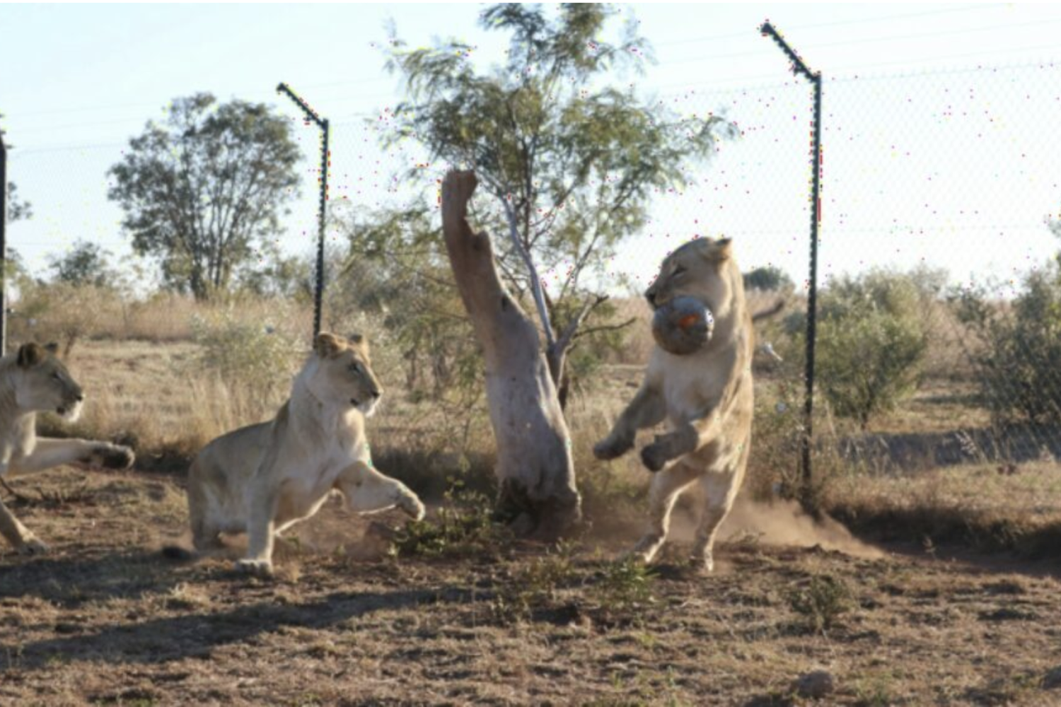 Leoni che giocano nella riserva naturale di Dinokeng, in Sudafrica