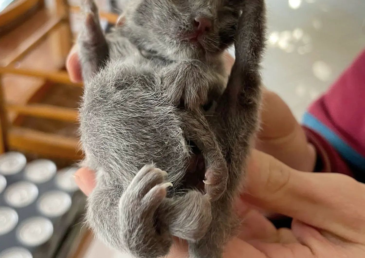 Il gattino nato con sei zampe