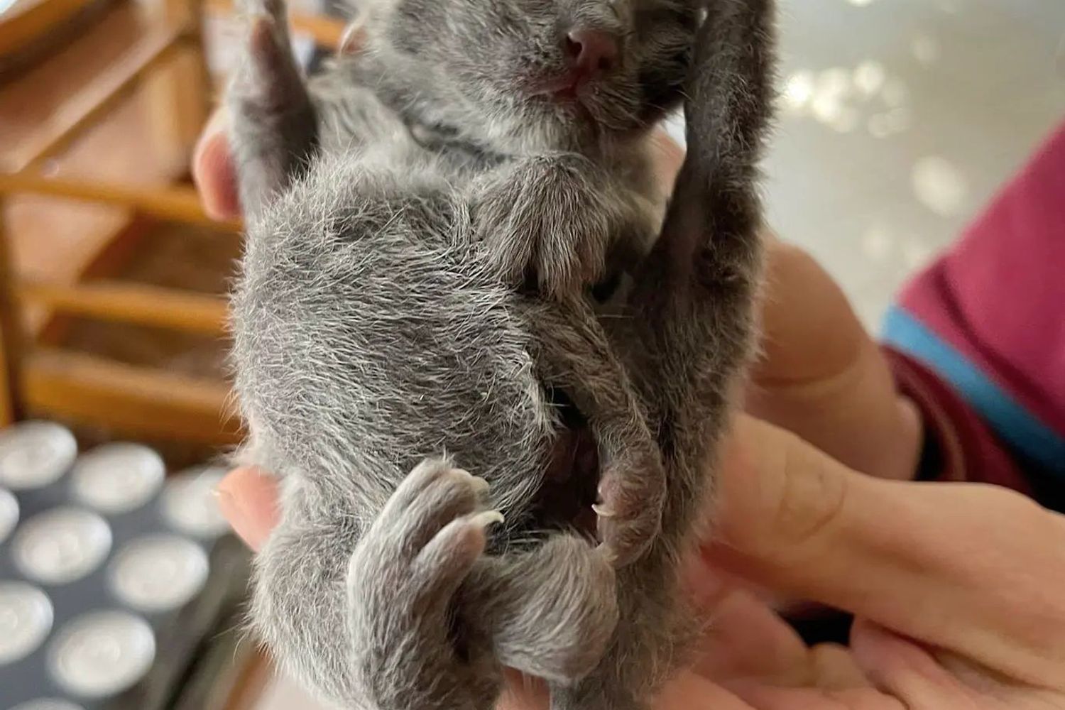 Il gattino nato con sei zampe