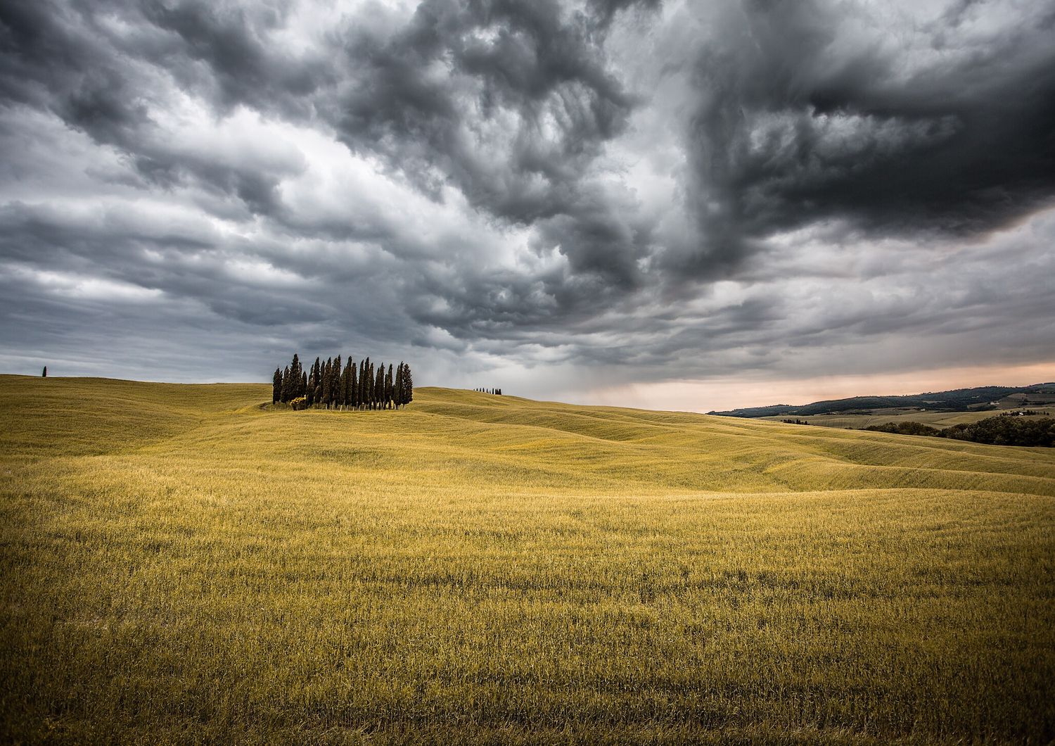 Una coltivazione in Val d'Orcia