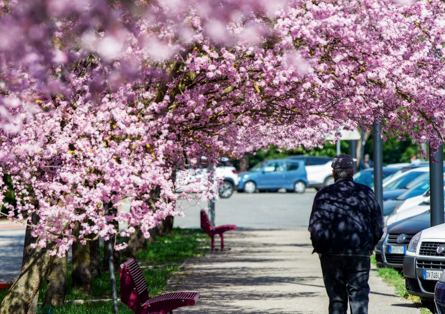 Alberi in fiore e Rieti