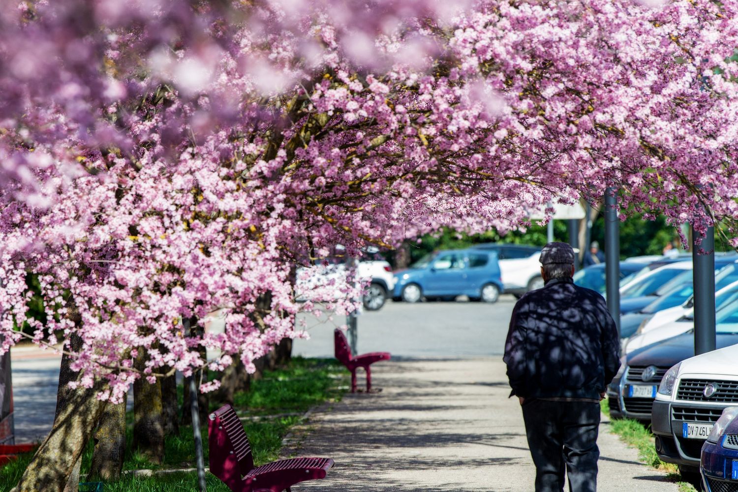 Alberi in fiore e Rieti
