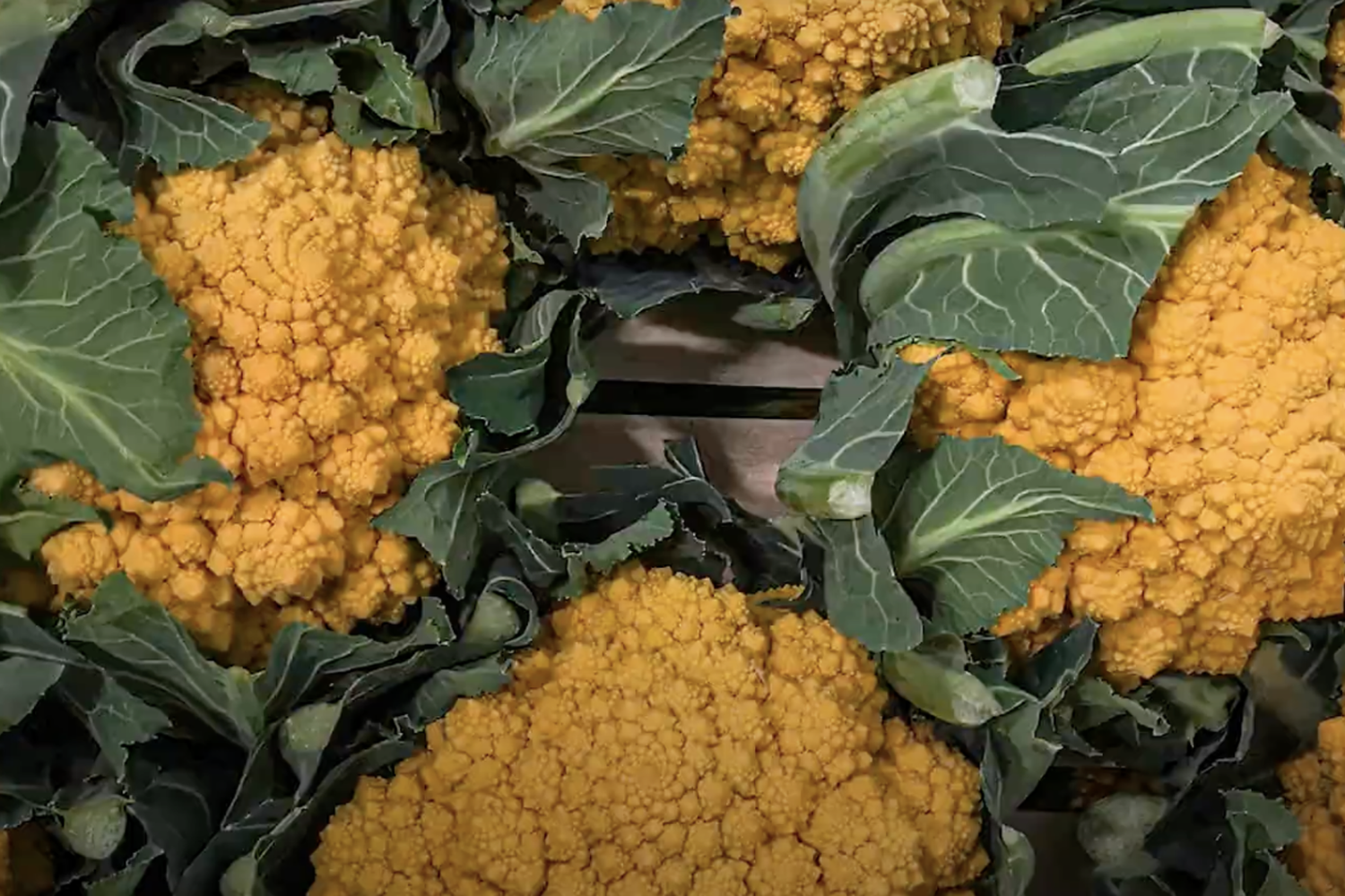 Cavolfiore arancione