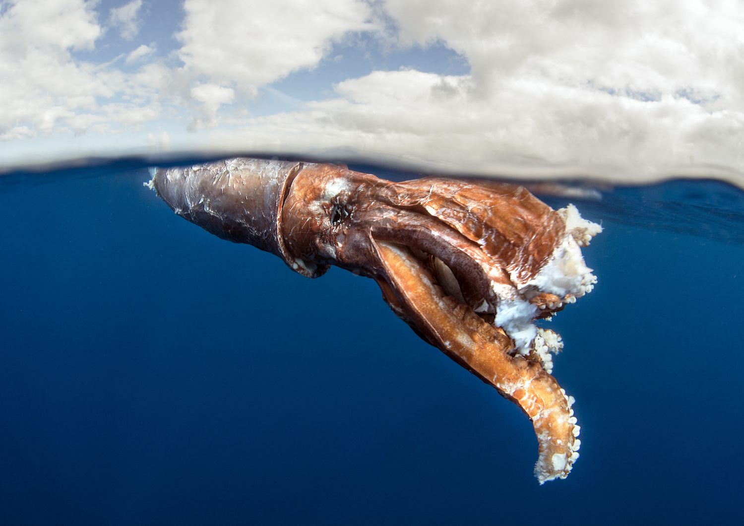 calamari cambiano colore per mimetizzarsi ambiente