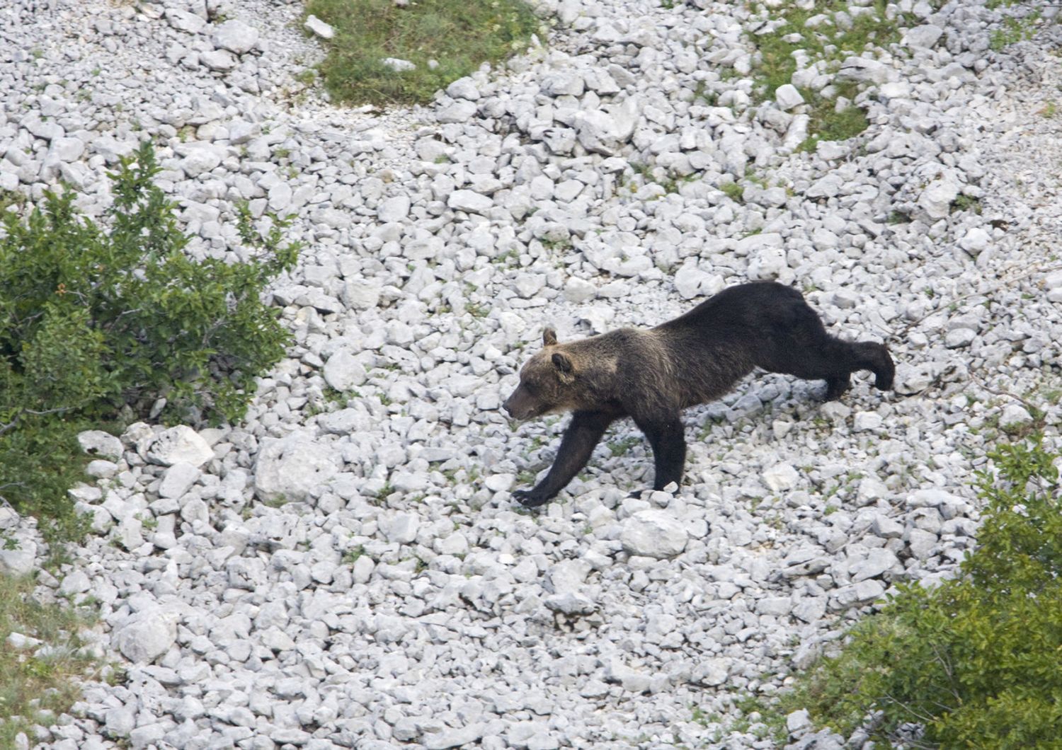 Orso marsicano
