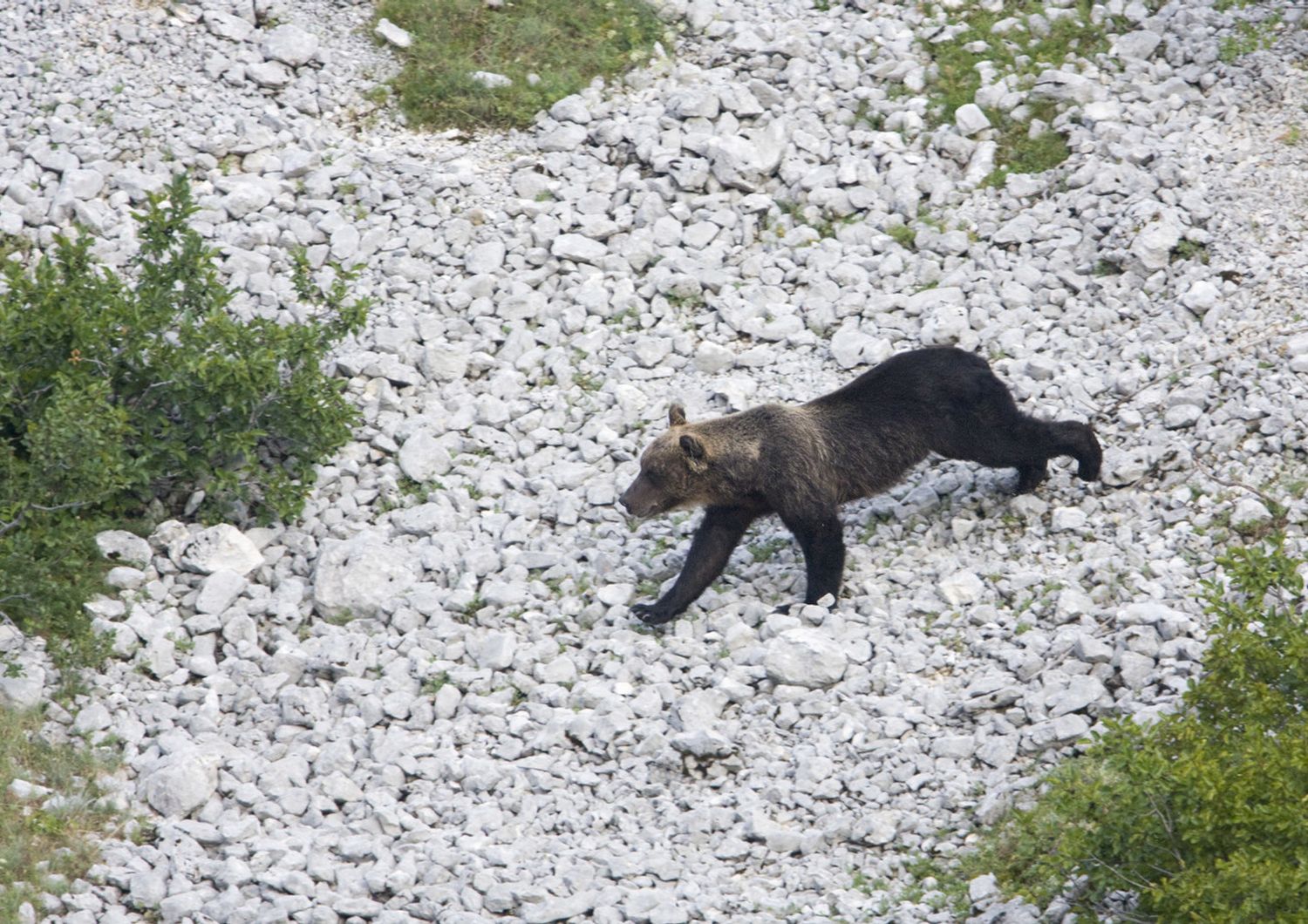 Orso marsicano