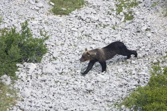 Orso marsicano