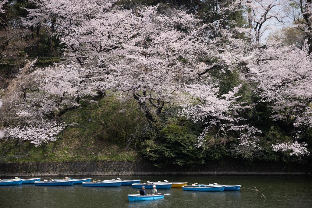 Giappone,&nbsp;fioritura dei Sakura