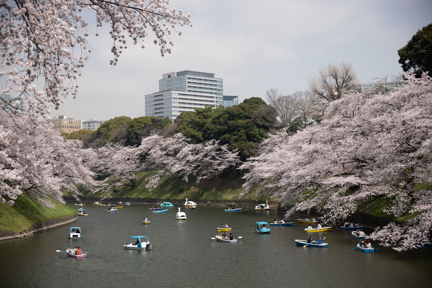 Giappone,&nbsp;fioritura dei Sakura