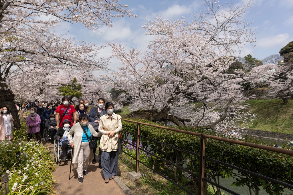 Giappone,&nbsp;fioritura dei Sakura