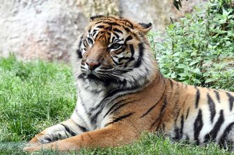 Tigre scappa da circo e uccide pony a Pozzallo