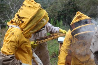 api rischio estinzione adotta alveare