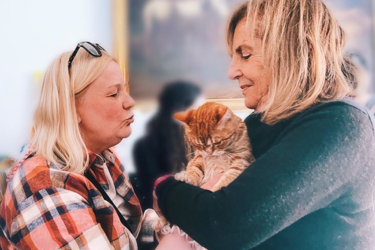 Il gatto Simba ritrova la sua famiglia