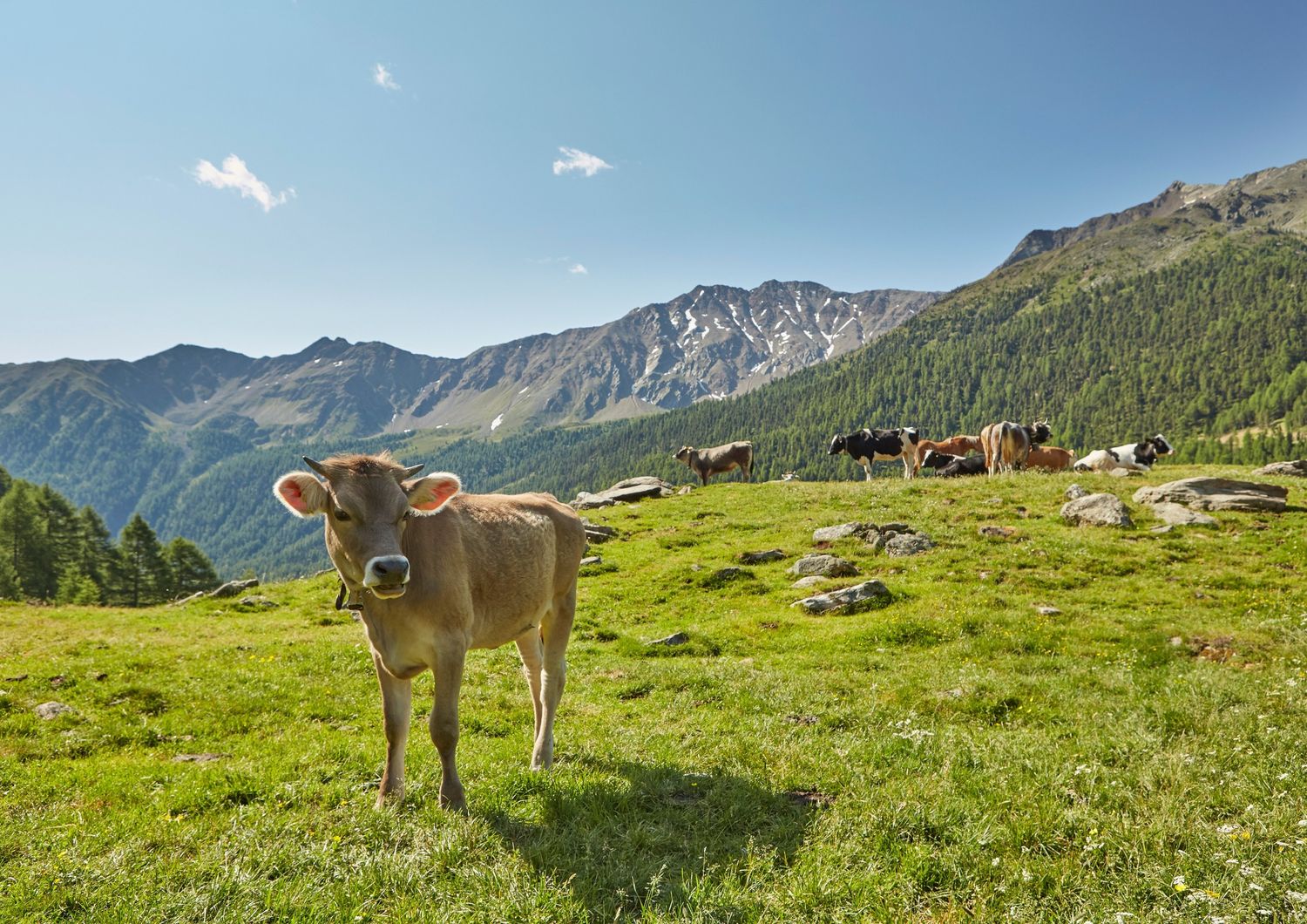 Un pascolo in Sud Tirolo