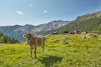Un pascolo in Sud Tirolo