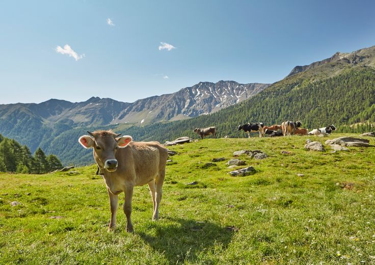 Un pascolo in Sud Tirolo
