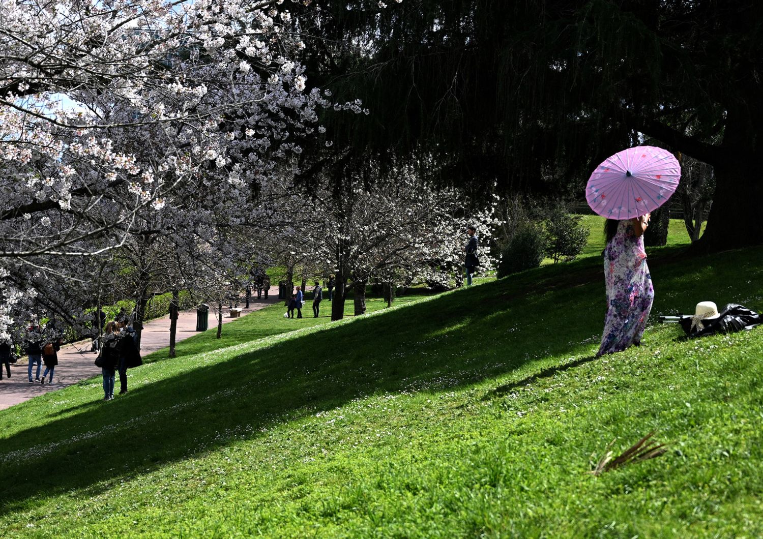 Ciliegi in fiore all'Eur&nbsp;