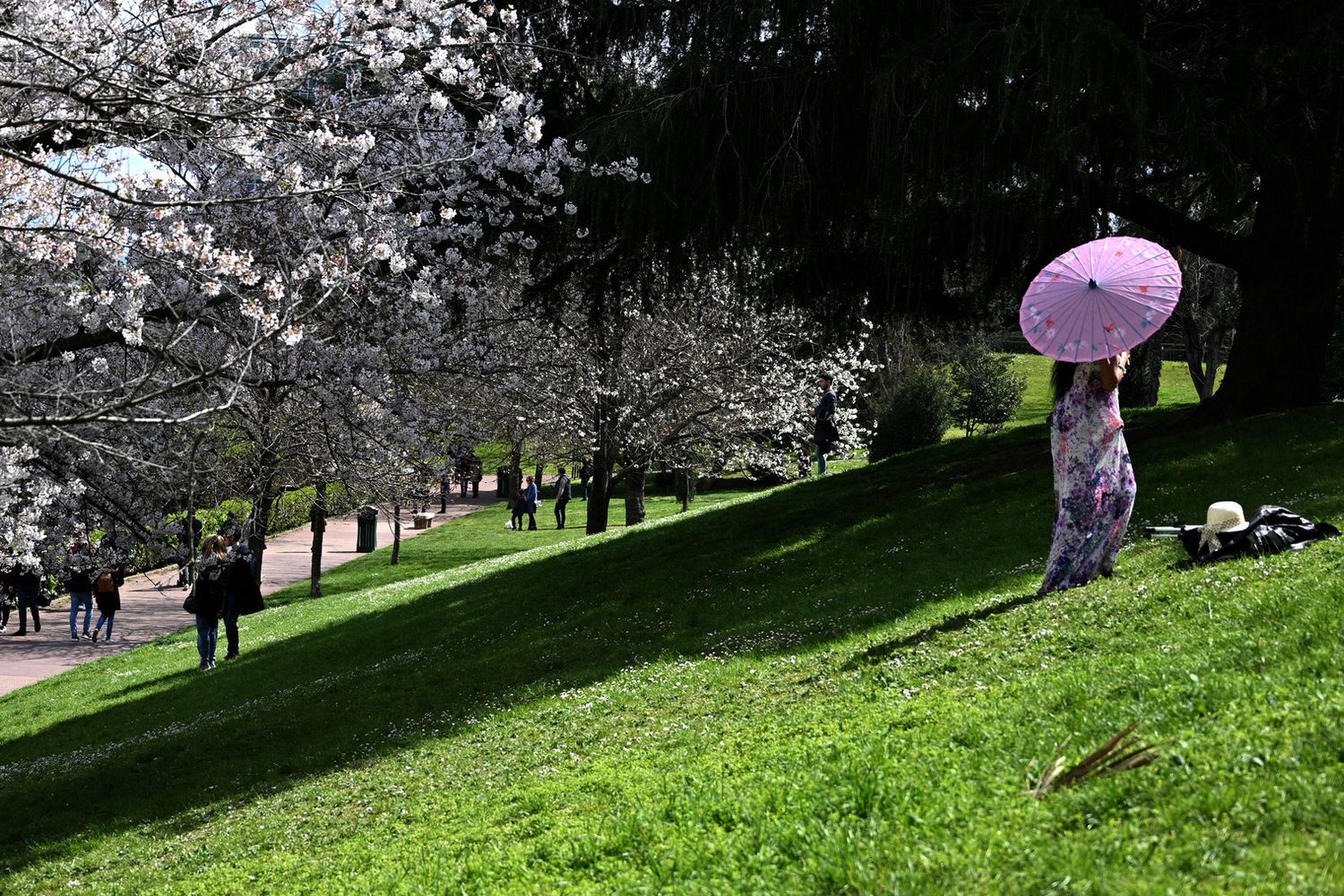 Ciliegi in fiore all'Eur&nbsp;