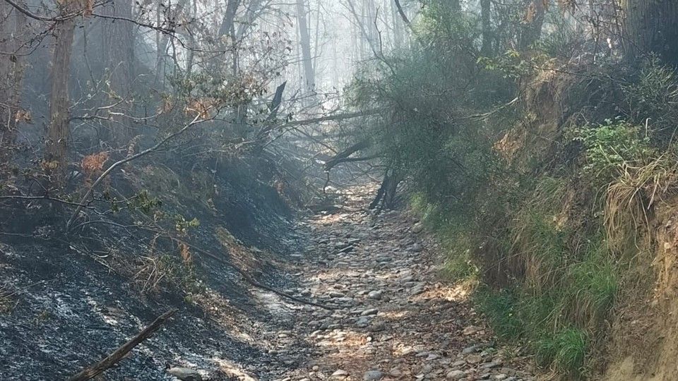 L'incendio che ha distrutto il bosco sul lago Maggiore