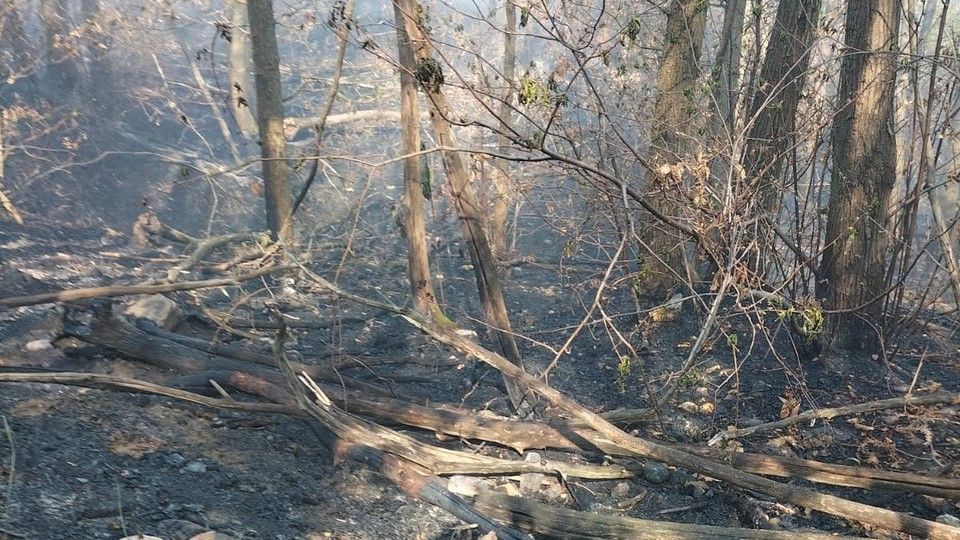 L'incendio che ha distrutto il bosco sul lago Maggiore