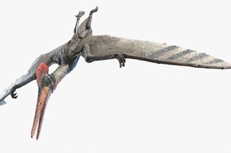 doppia funzione piume dinosauri