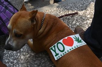 cannabis e animali domestici