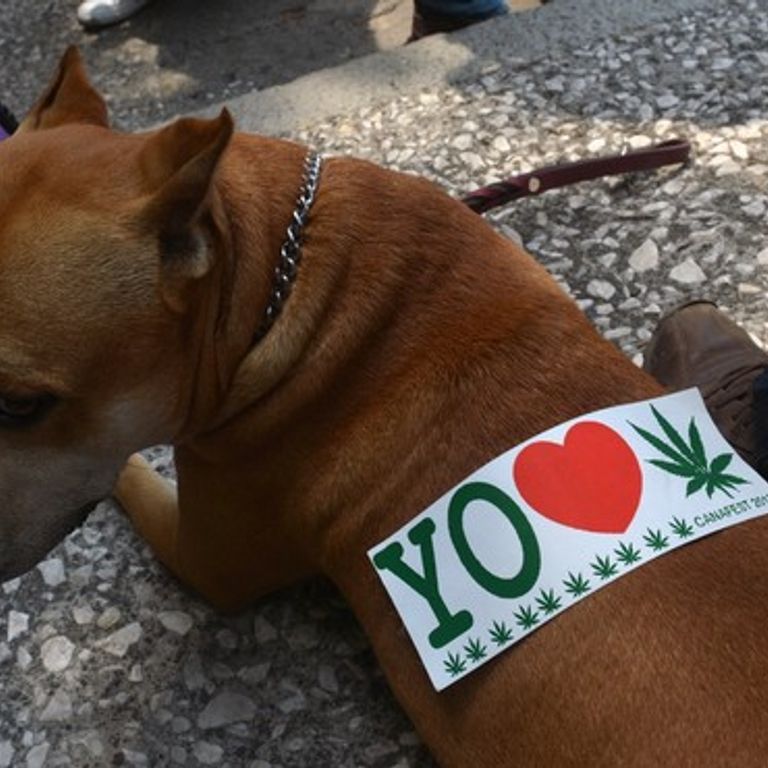cannabis e animali domestici