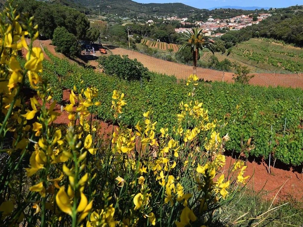 Isola d'Elba