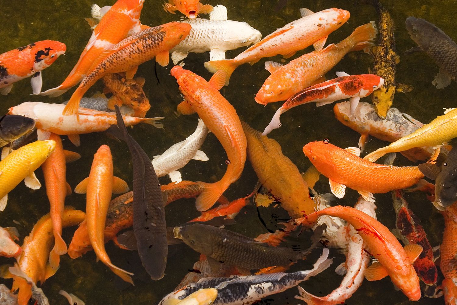 Un invaso artificiale con pesci di acqua dolce