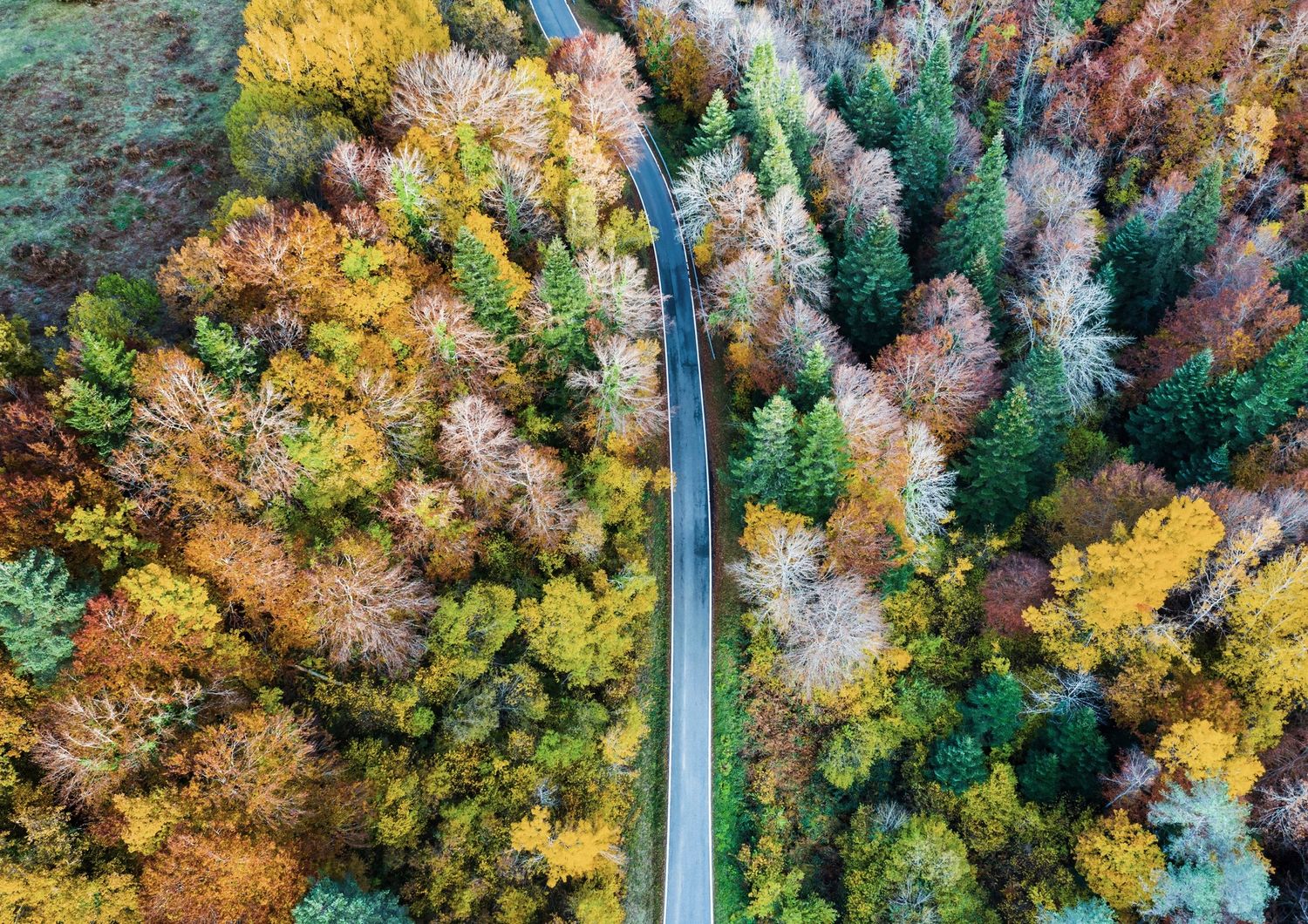 Una foresta attraversata da una strada