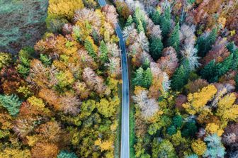 Una foresta attraversata da una strada