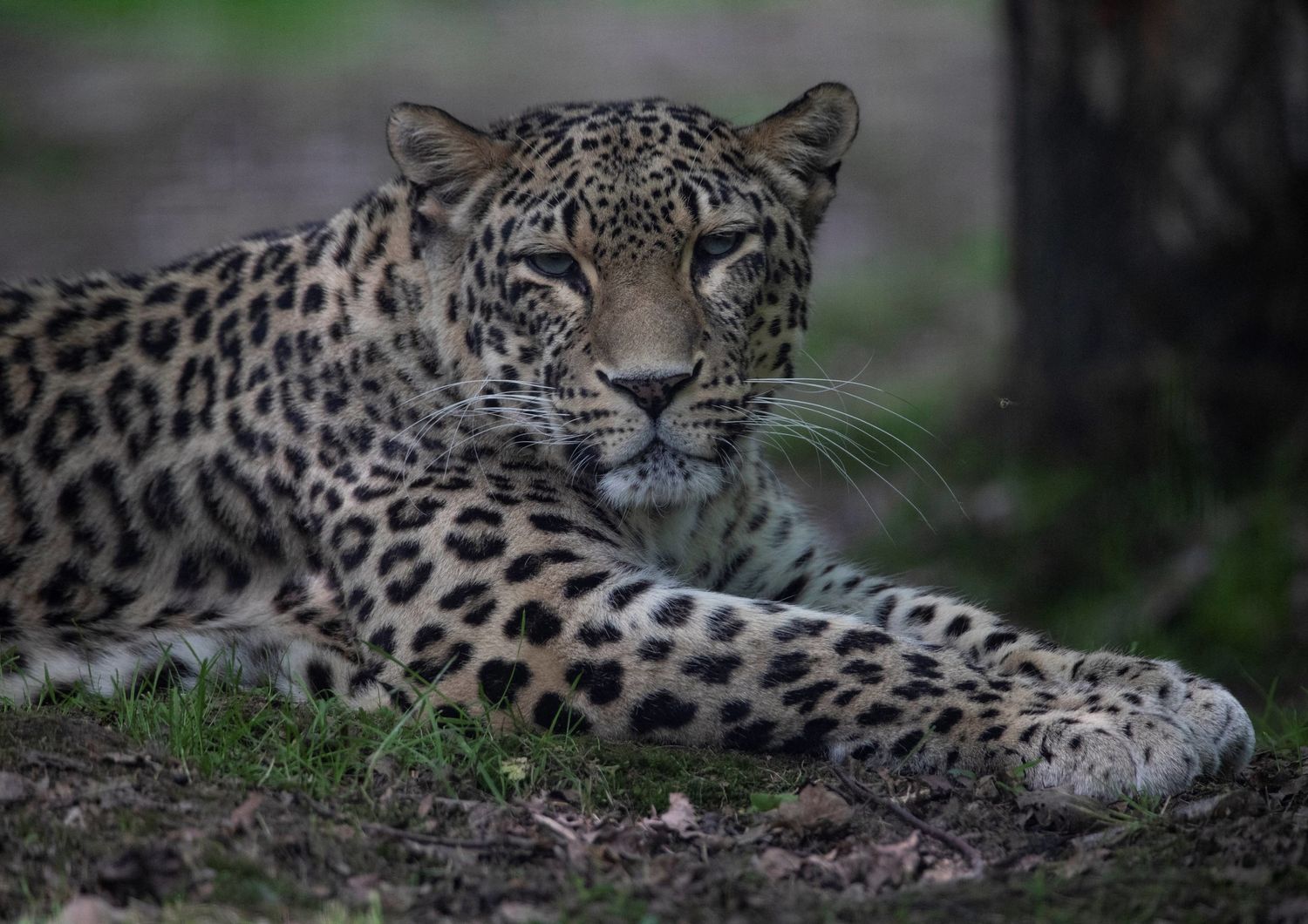 un leopardo persiano, simile a quello catturato in Iran