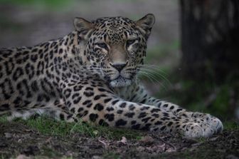 un leopardo persiano, simile a quello catturato in Iran