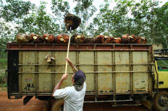 Indonesia stop export olio palma
