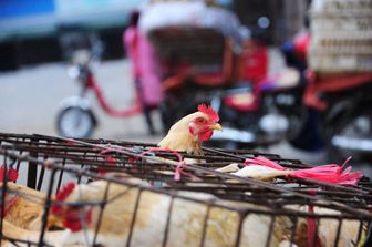 Cina conferma primo caso umano di influenza aviaria H3N8