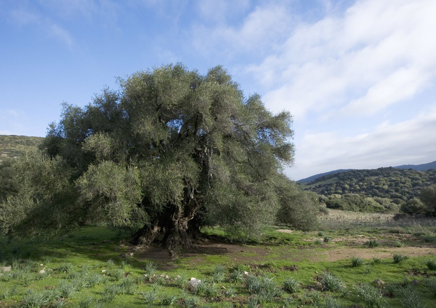 Ulivo in Sardegna