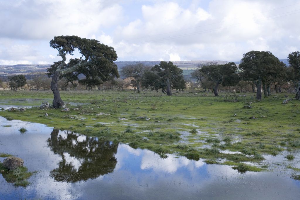 Querce da sughero in Sardegna