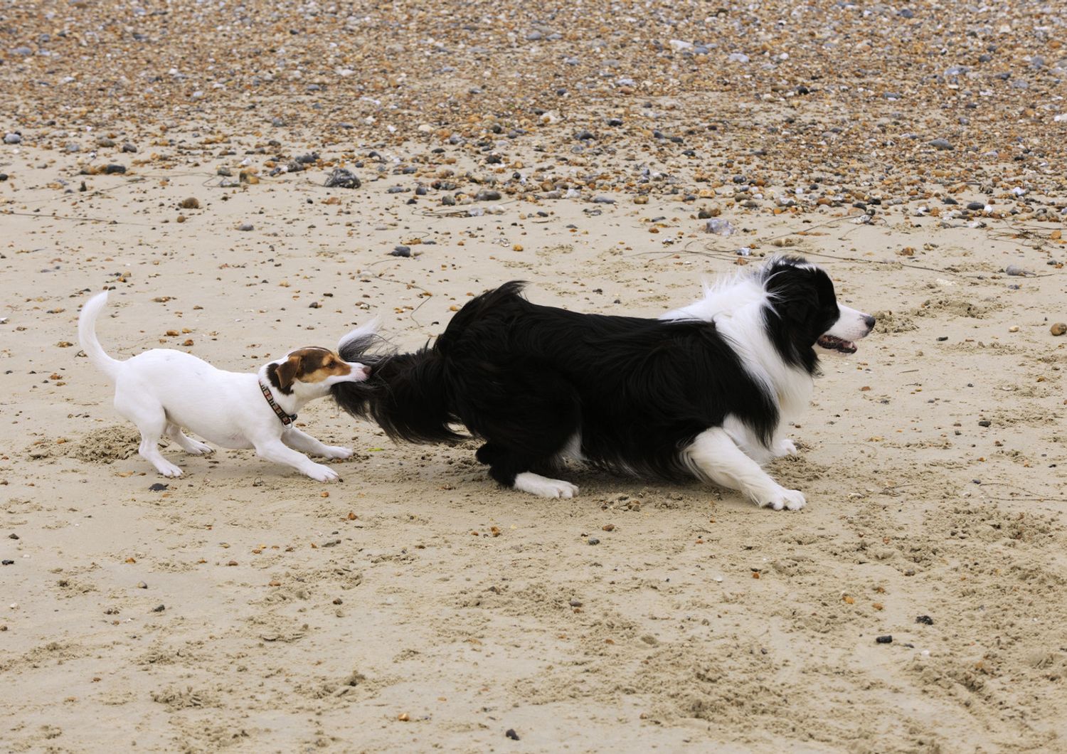 Un jack russel morde la coda di un border collie